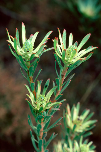 Leucadendron modestum