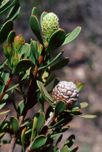 Leucadendron muirii