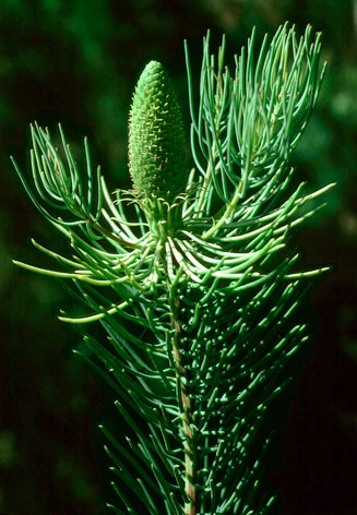 Leucadendron nobile