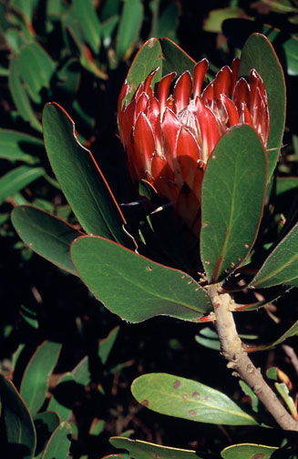 Protea obtusifolia (Limestone sugarbush)
