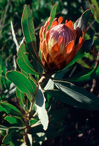 Protea susannae (Stink-leaf sugarbush)