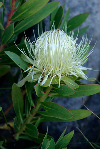 Protea nitida (Wagon tree)