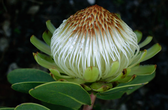 Protea nitida (Wagon tree)