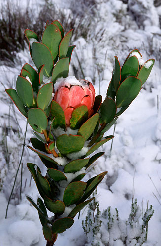 Protea stokoei (Pink sugarbush)