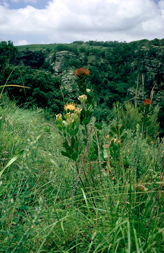 Leucospermum innovans (Transkei pincushion)