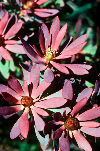 Leucadendron glaberrimum