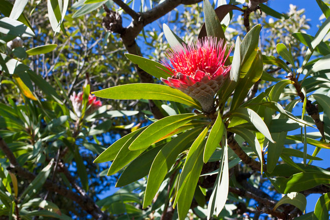 Protea curvata (Barberton sugarbush)