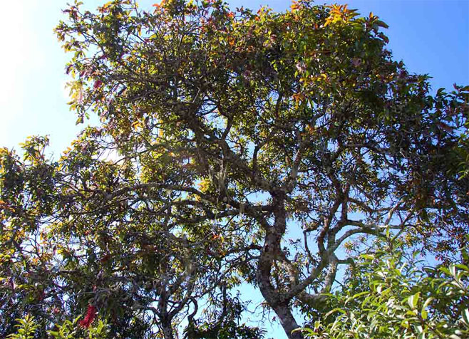 Faurea rubriflora (Red-flowered beechwood)