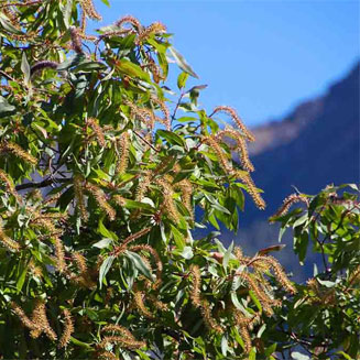 Faurea saligna (Willow beechwood)