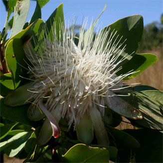 Protea angolensis (Northern woodland sugarbush)