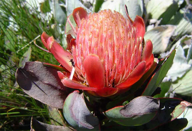Protea asymmetrica (Inyanga sugarbush)