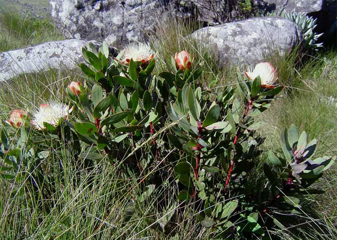 Protea dracomontana (Drakensberg sugarbush)