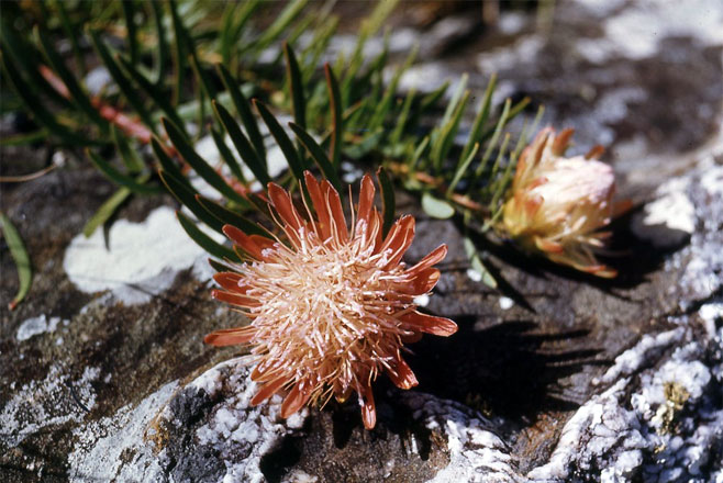 Protea enervis (Chimanimani sugarbush)