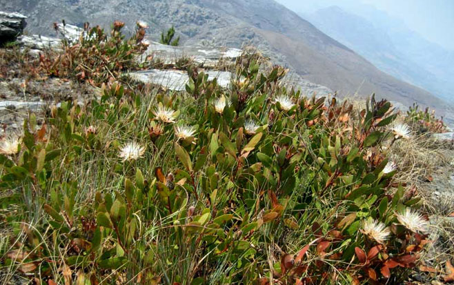 Protea wentzeliana (Wentzel's sugarbush)