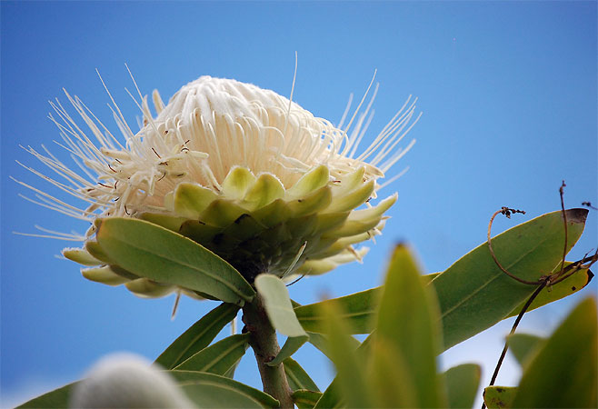Protea gaguedi (African sugarbush)