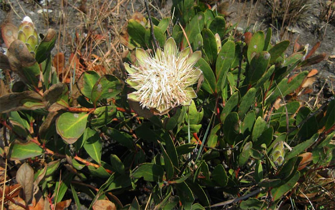 Protea wentzeliana (Wentzel's sugarbush)