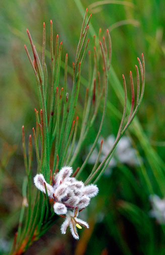 Serruria deluvialis (Grass spiderhead)