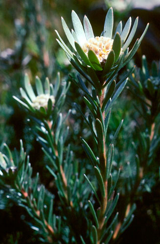 Leucadendron singulare