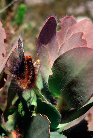 Protea grandiceps (Red sugarbush)
