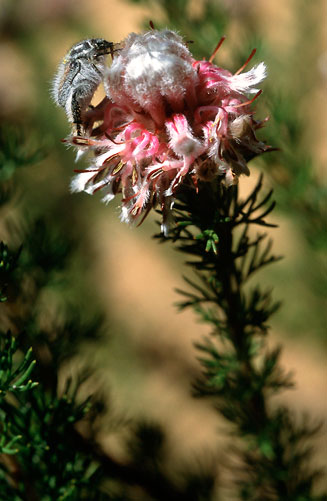 Serruria roxburghii (Short-leaf spiderhead)