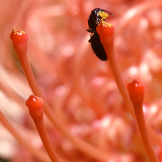Leucospermum cordifolium (The pincushion)