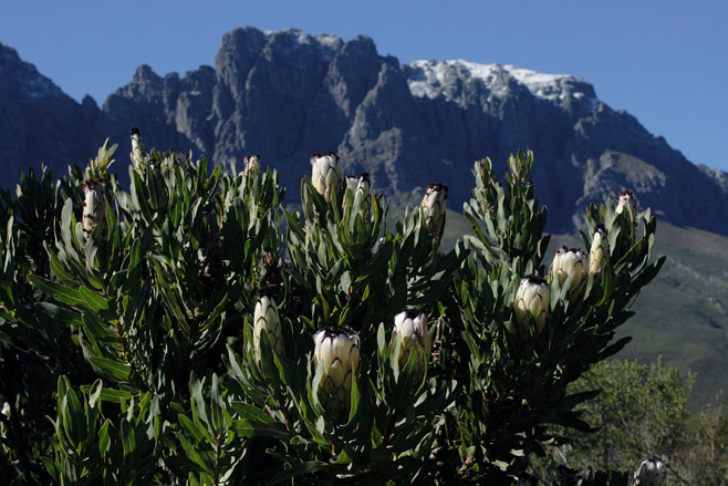 Protea neriifolia (Narrow-leaf sugarbush)