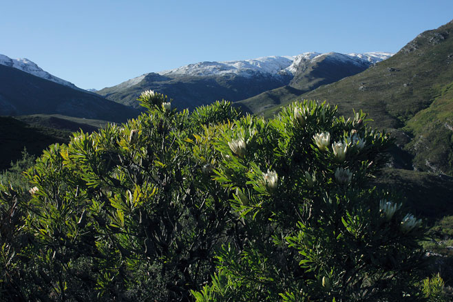 Protea repens (Common sugarbush)