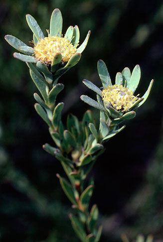 Leucadendron remotum