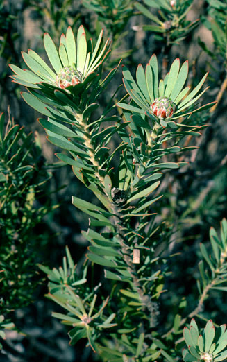 Leucadendron pubescens 