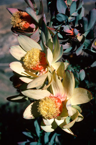 Leucadendron pubibracteolatum