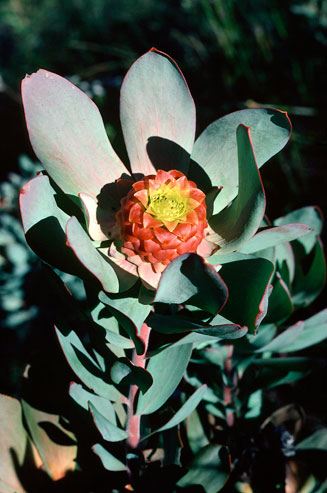 Leucadendron pubibracteolatum