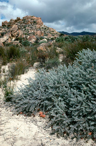 Leucospermum spathulatum (Cederberg pincushion)