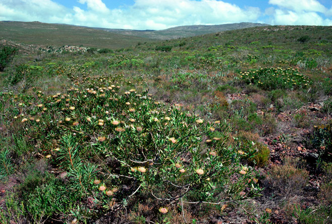 Leucospermum utriculosum (Breede River pincushion)