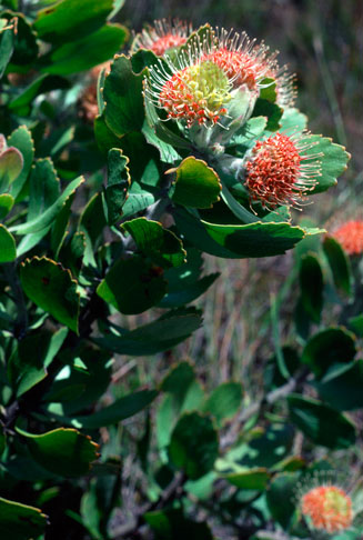 Leucospermum winteri (Riversdale pincushion)