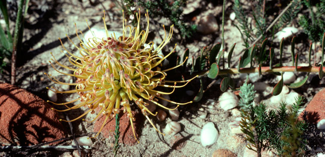 Leucospermum profugum (Piketberg pincushion)
