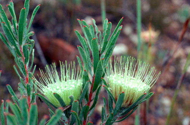Leucospermum saxatile (Karoo pincushion)