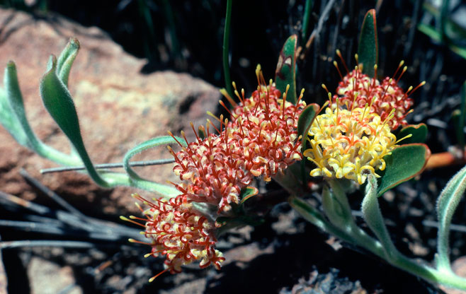Leucospermum secundifolium (Stalked pincushion)