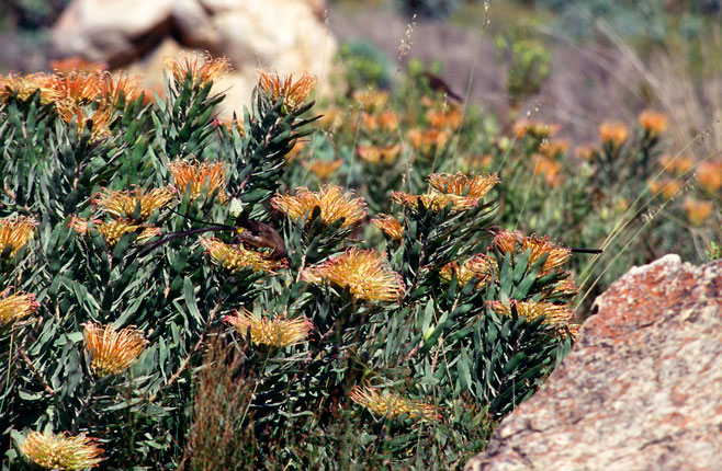 Leucospermum catherinae