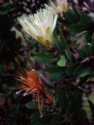 Protea aurea (Common shuttlecock sugarbush)