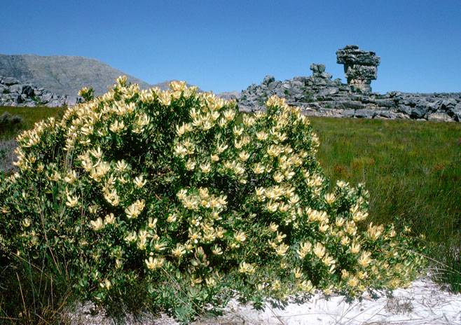 Leucadendron arcuatum