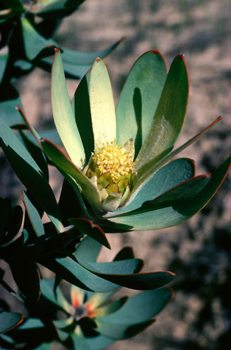 Leucadendron barkerae
