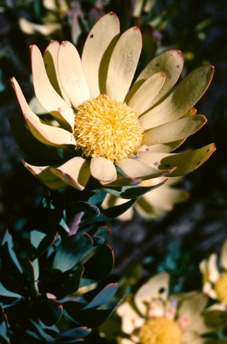 Leucadendron barkerae