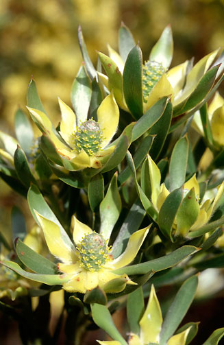 Leucadendron floridum
