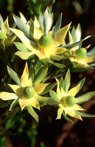 Leucadendron floridum