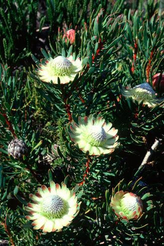 Protea pityphylla (Ceres sugarbush)