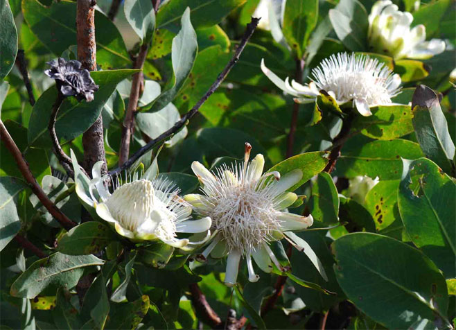 Protea madiensis (Tall woodland sugarbush)
