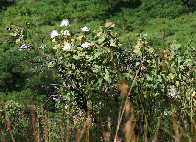 Protea madiensis (Tall woodland sugarbush)