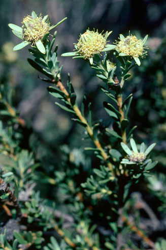 Leucadendron brunioides