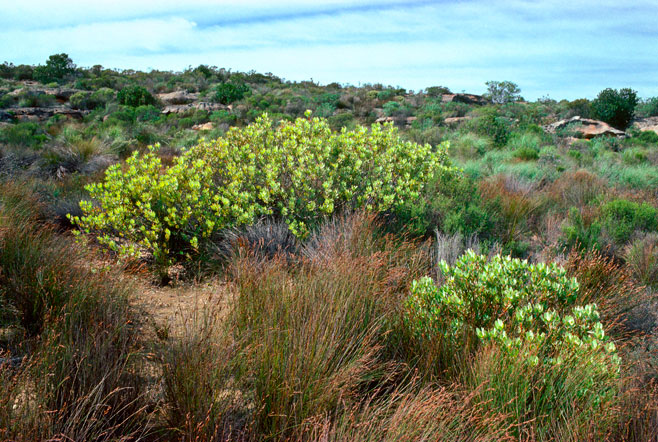 Leucadendron roodii