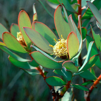Leucadendron roodii
